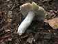 Varashátú galambgomba (Russula virescens), Zemplén